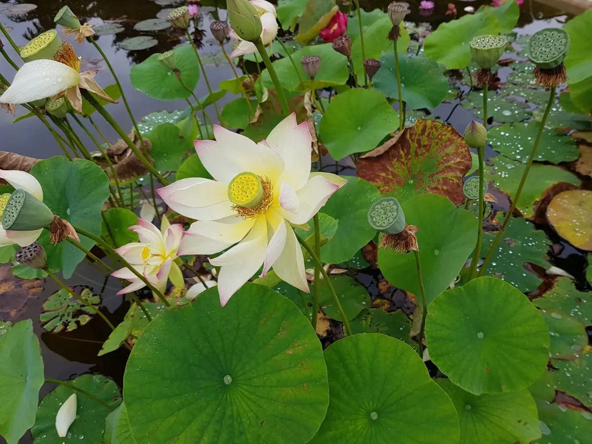 Bloeiende lotusbloem op een vijver met waterlelies